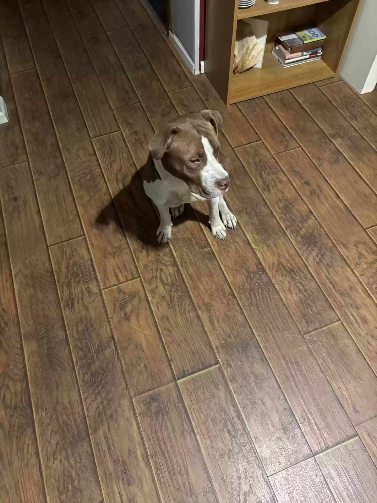 Lost dog in Batesburg, SC, 29006