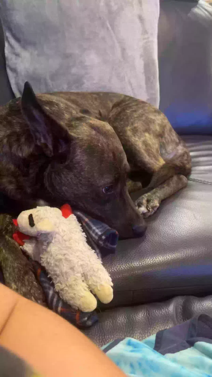 Lost dog in Trabuco Canyon, CA, 92679