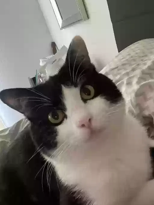 Lost cat in Moreno Valley, CA, 92557