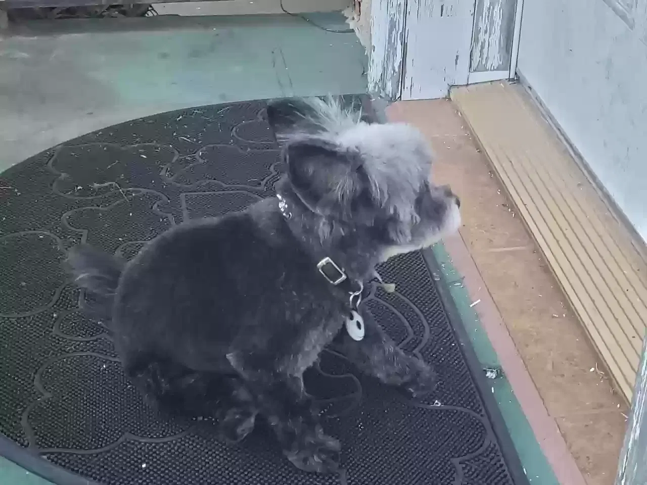 Lost dog in Long Beach, CA, 90804
