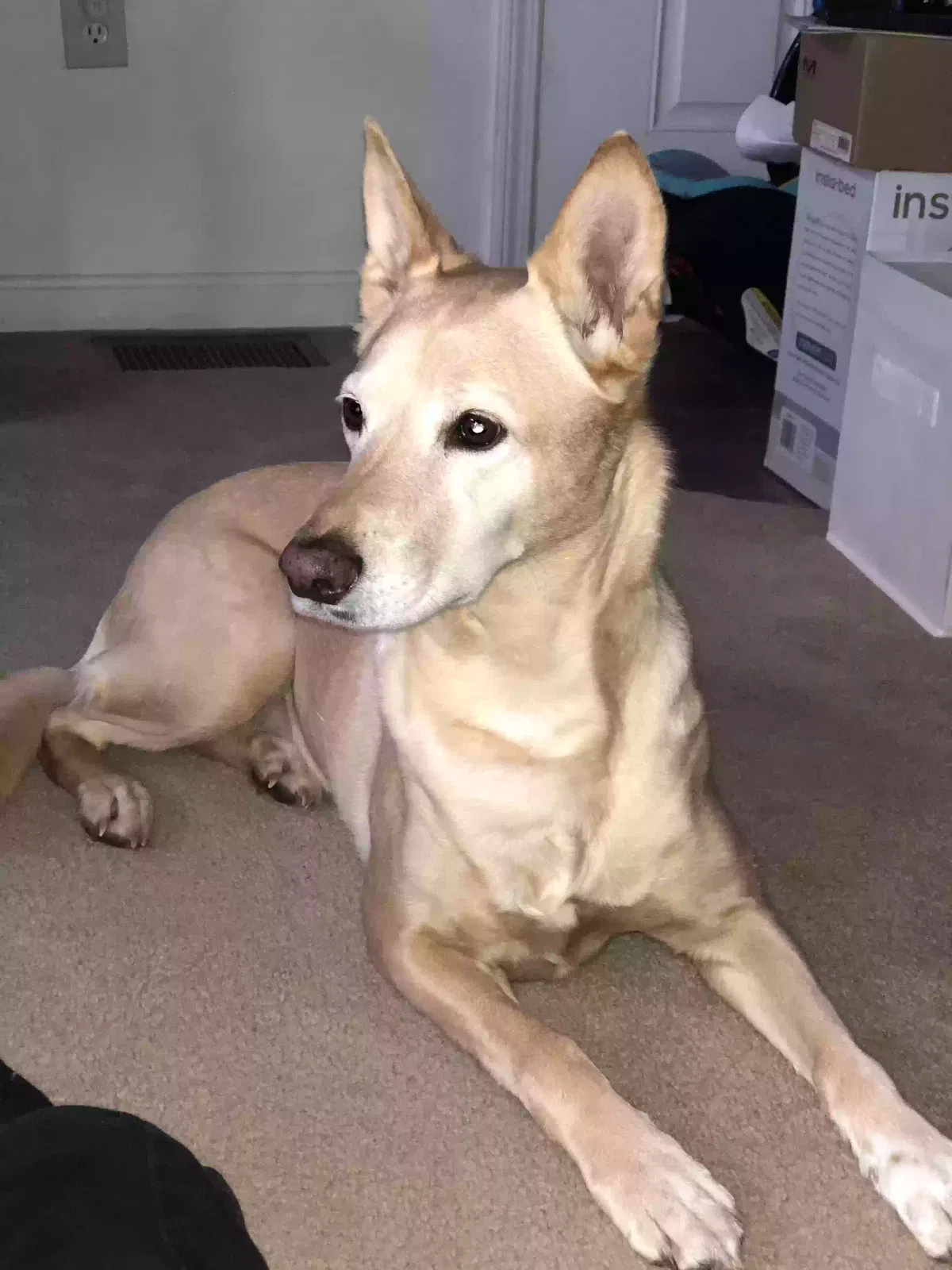 Lost dog in Martinsburg, WV, 25404