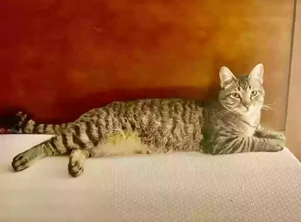 Lost cat in Fort Collins, CO, 80526