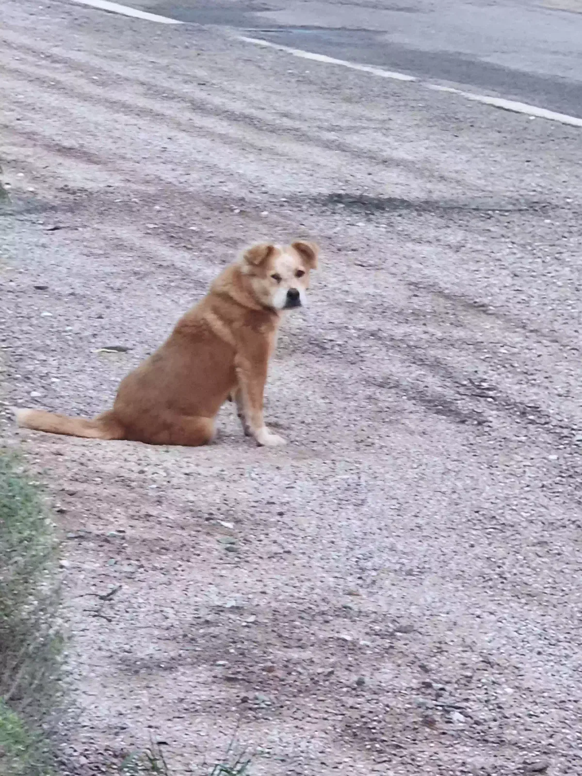 Found dog in Sahuarita, AZ, 85629