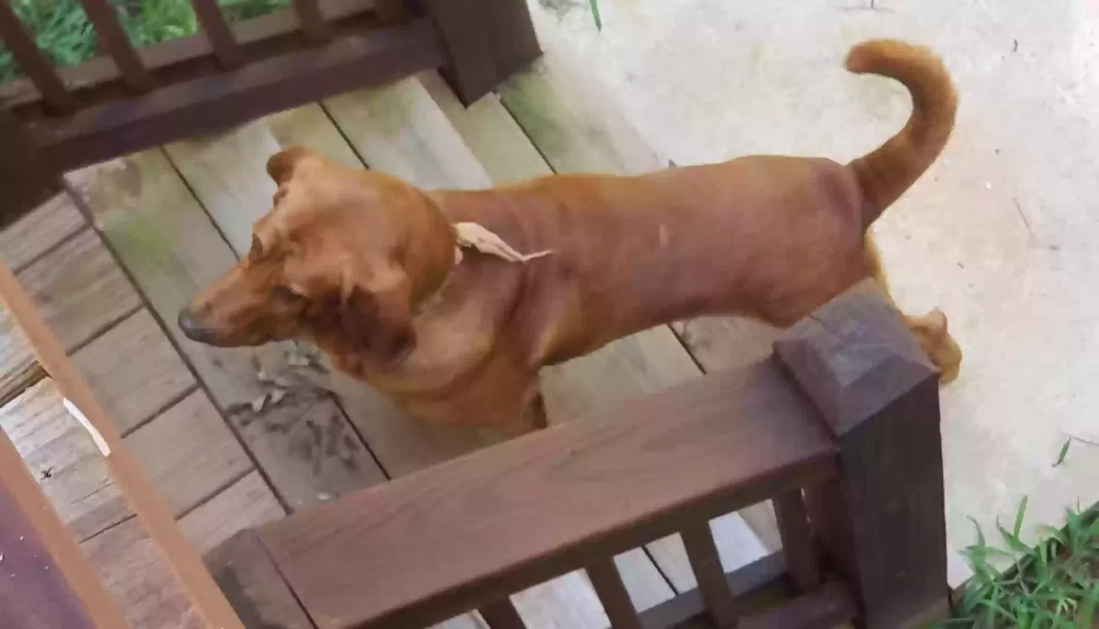 Found dog in Cleveland, GA, 30528