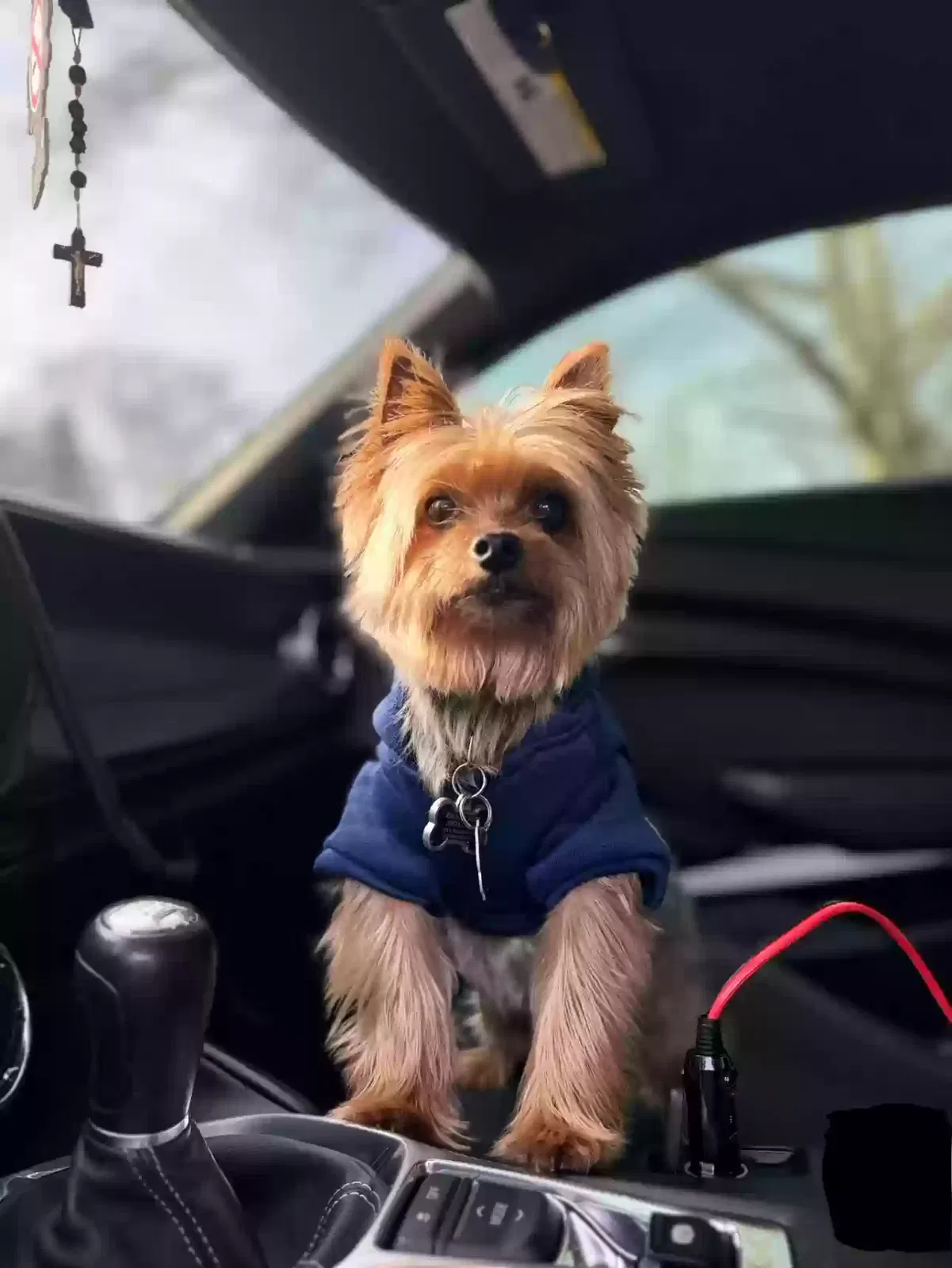Lost dog in Riverton, NJ, 8077