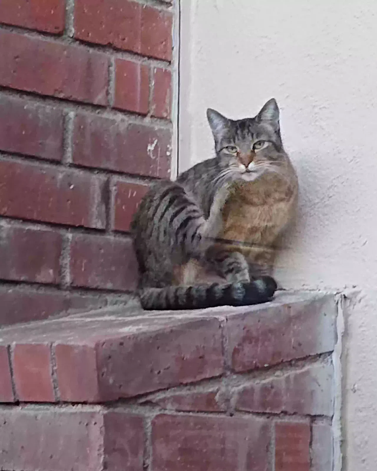 Lost cat in Northridge, CA, 91325