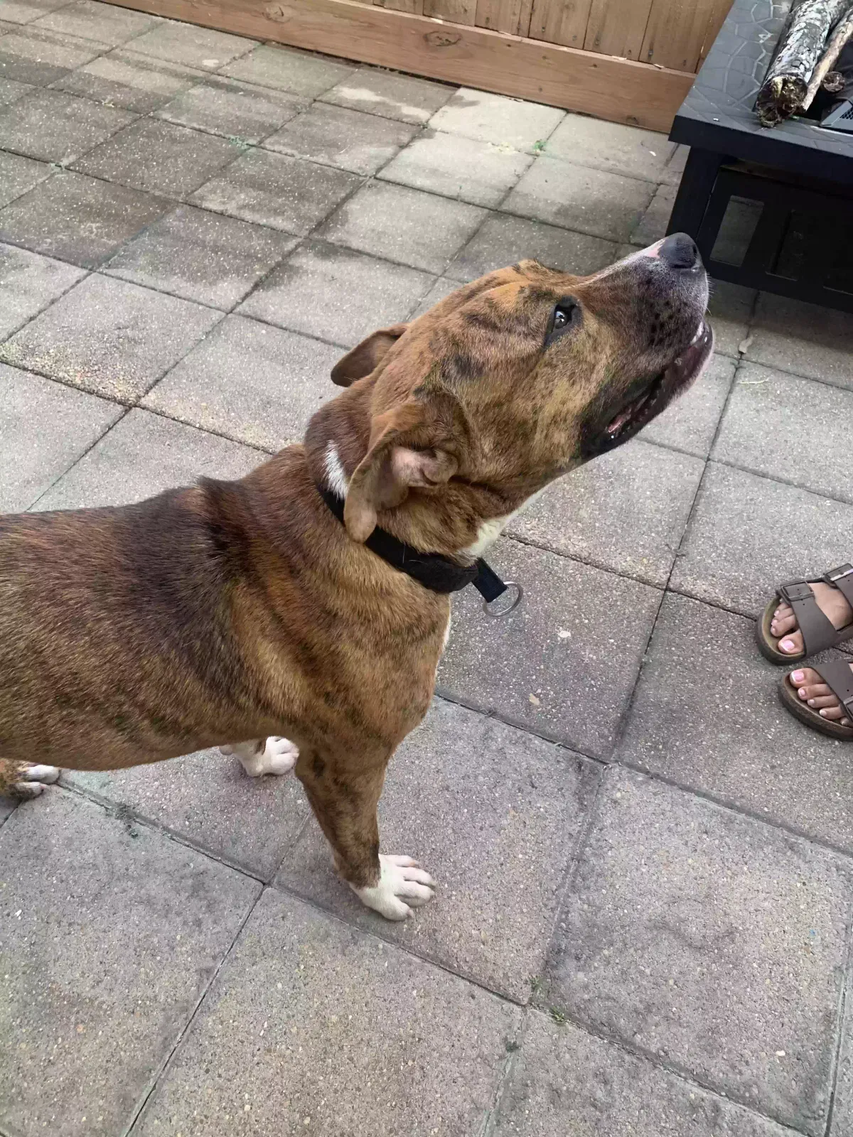 Found dog in Houston, TX, 77073
