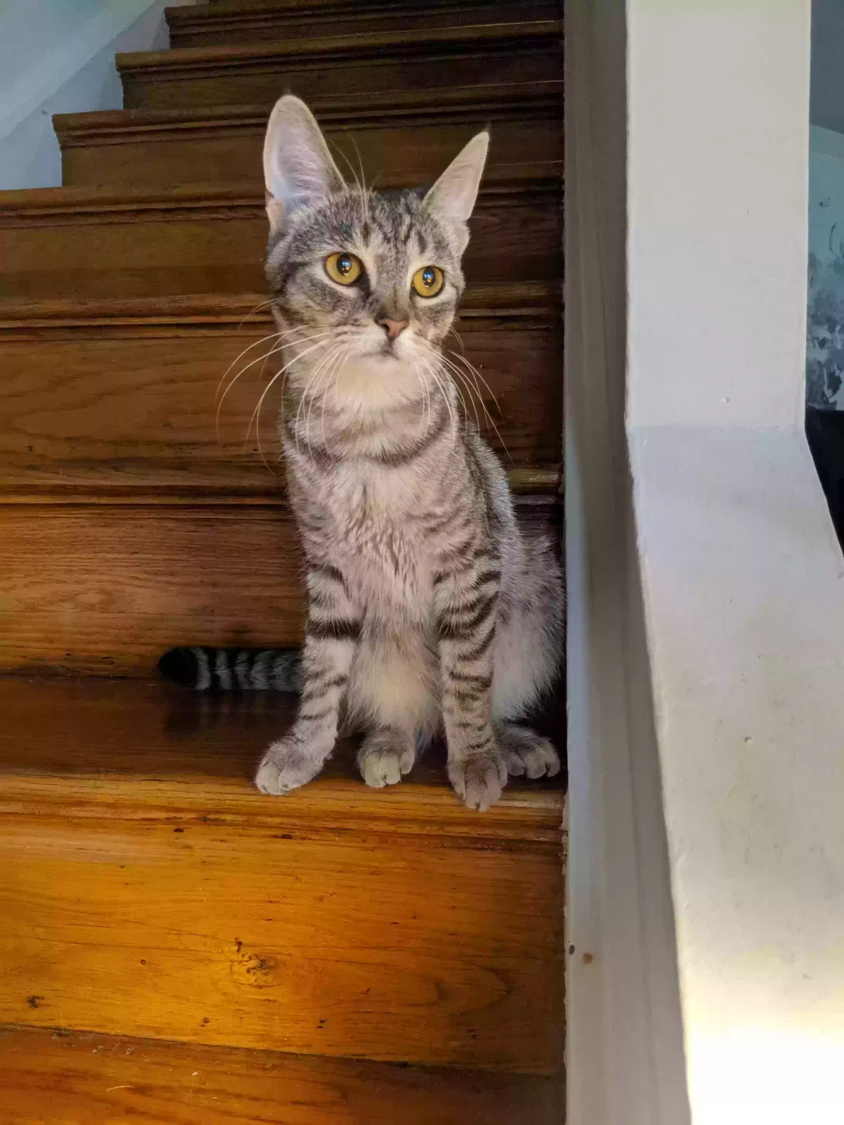Lost cat in Orient, OH, 43146