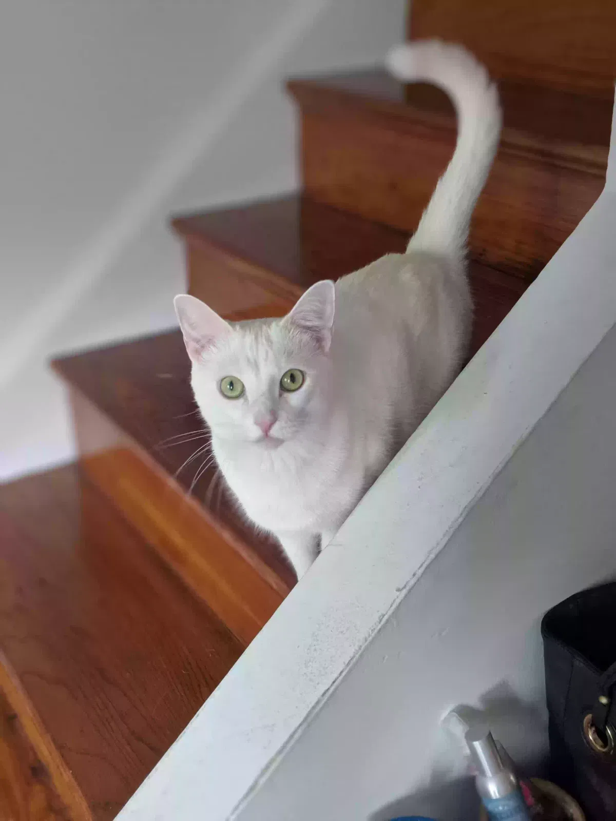 Lost cat in Orient, OH, 43146