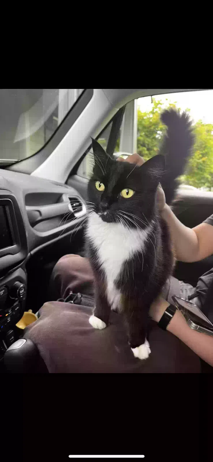 Lost cat in Vancouver, WA, 98682
