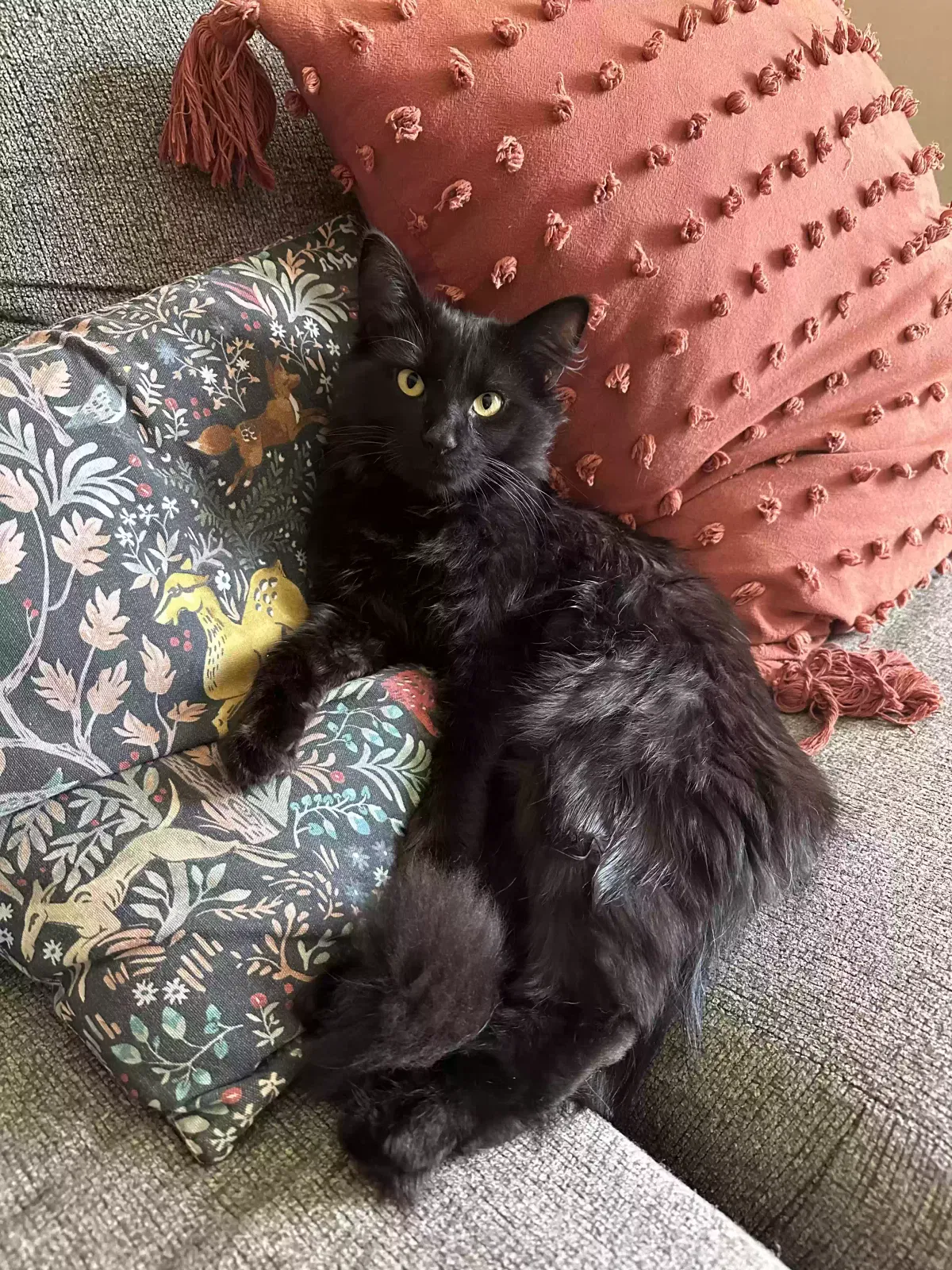 Lost cat in Cuba, NY, 14727