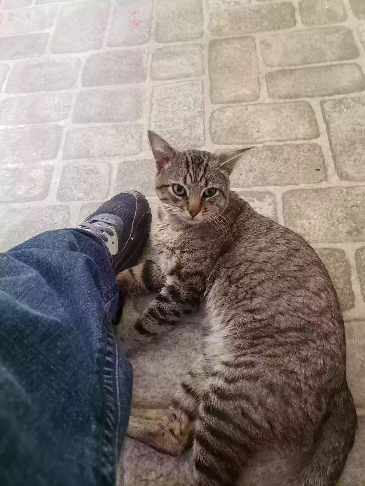 Lost cat in Edmond, OK, 73034