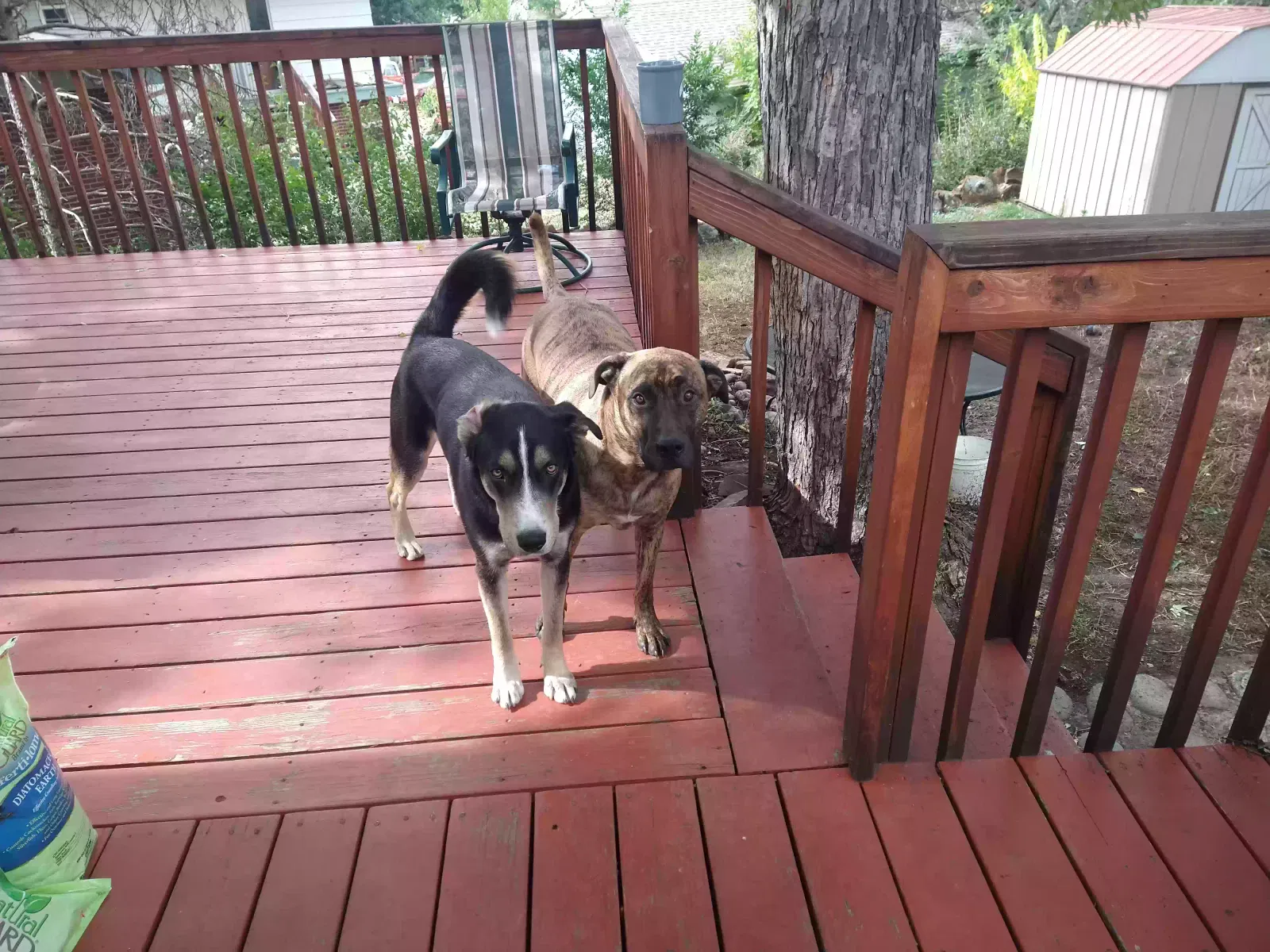 Lost dog in Colorado Springs, CO, 80907