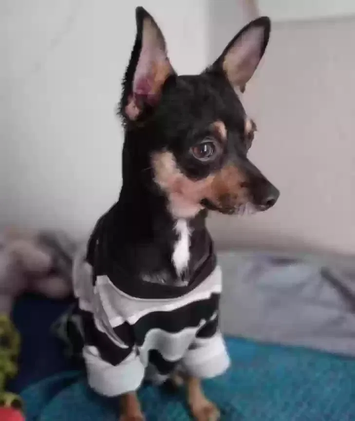 Lost dog in El Paso, TX, 79938