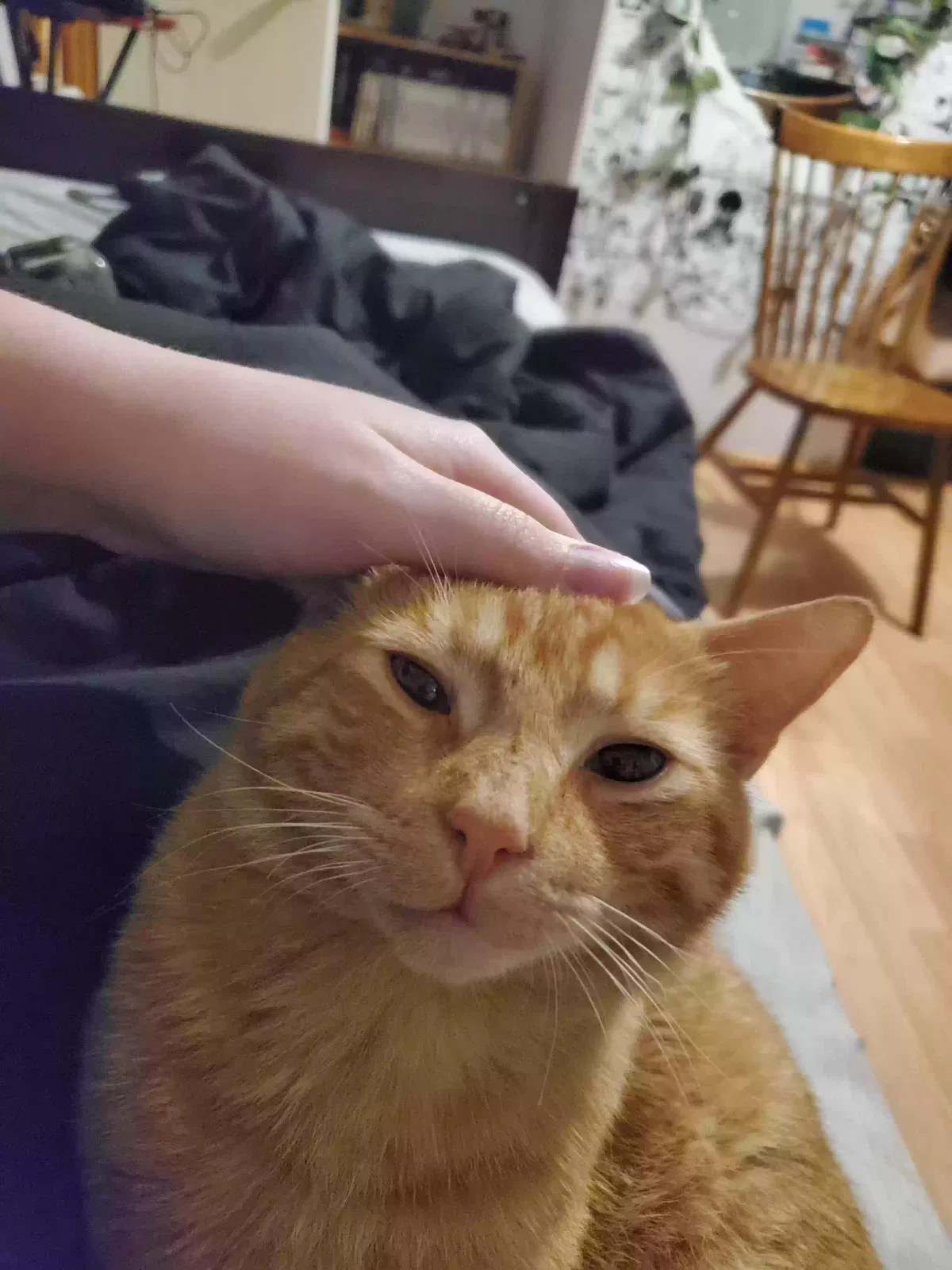 Lost cat in Barren Springs, VA, 24313