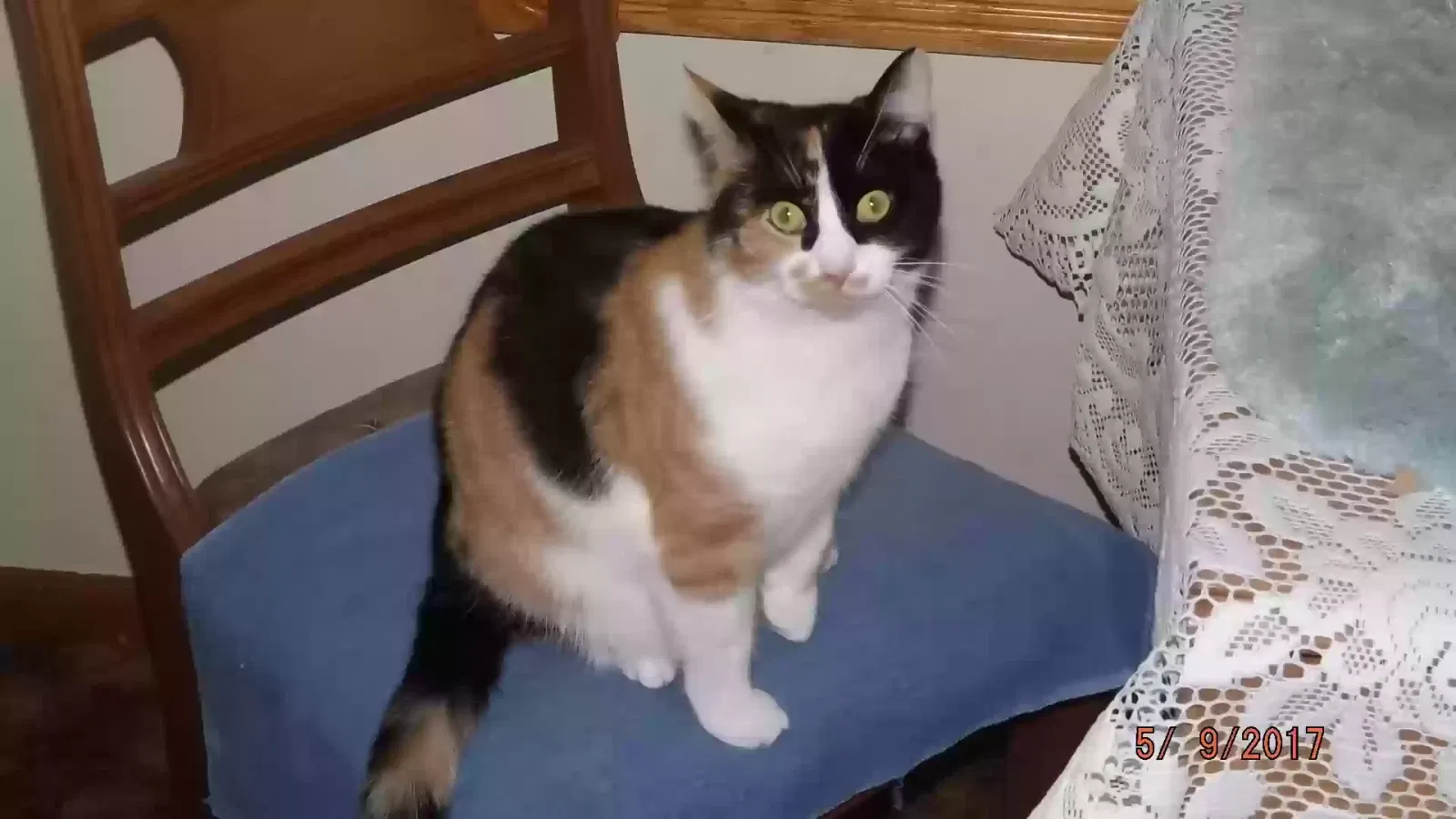 Lost cat in Mansfield, OH, 44907