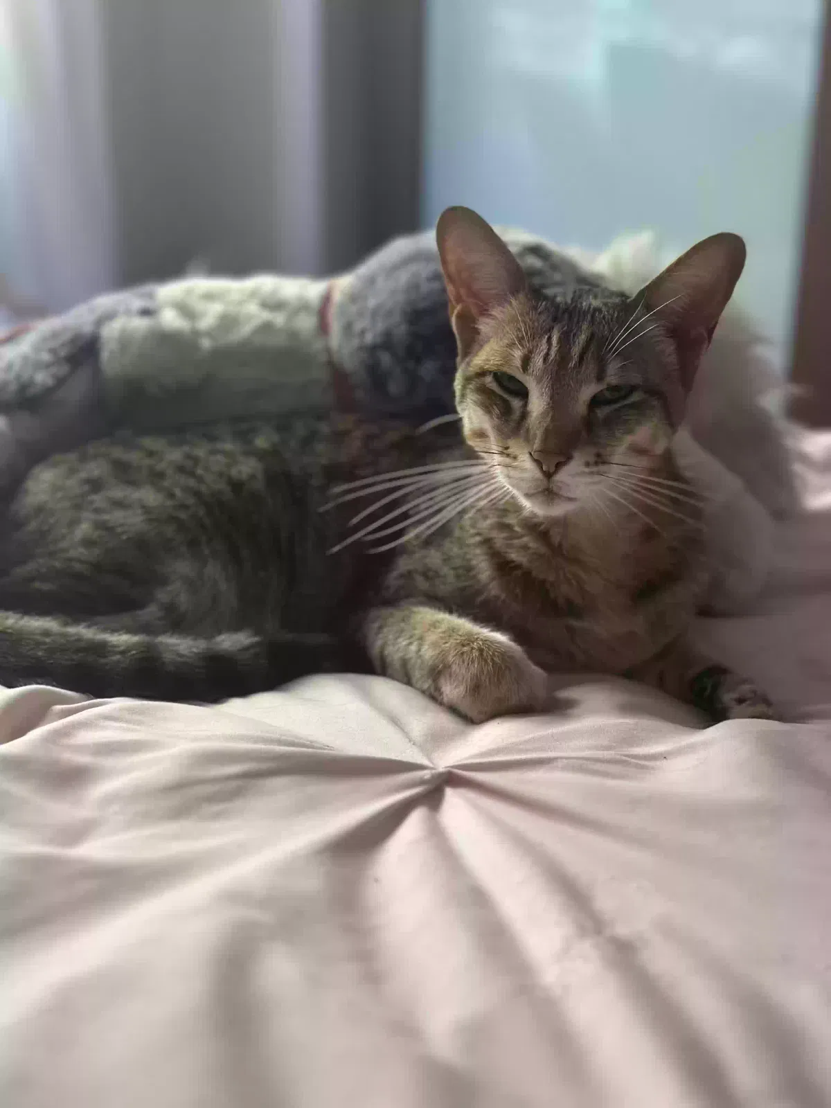 Lost cat in Los Angeles, CA, 90049