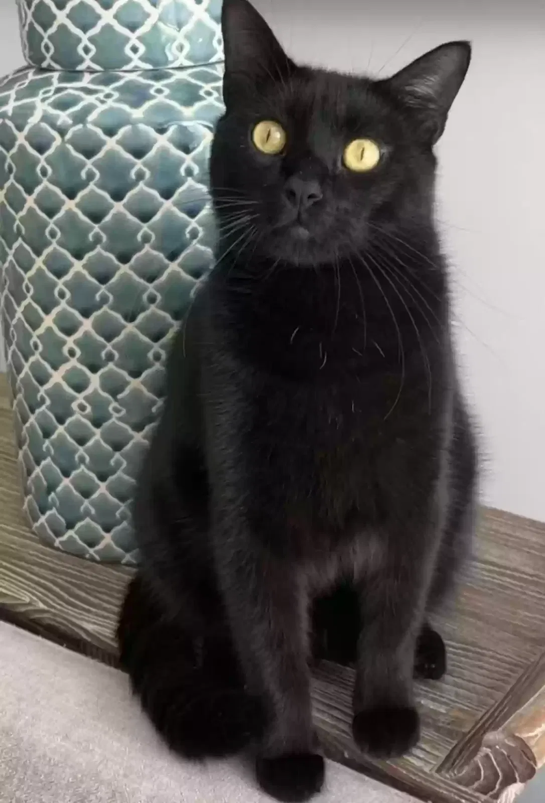 Lost cat in Boca Raton, FL, 33486