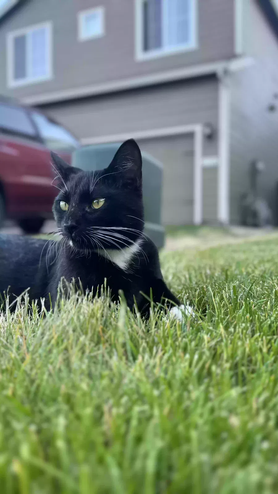 Lost cat in Woodland, WA, 98674
