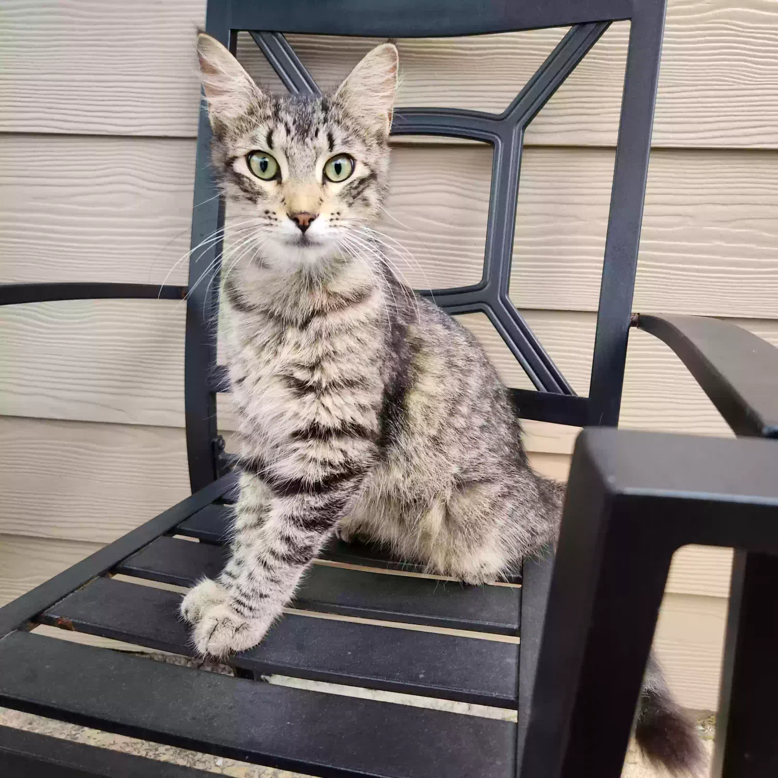 Lost cat in Humble, TX, 77396