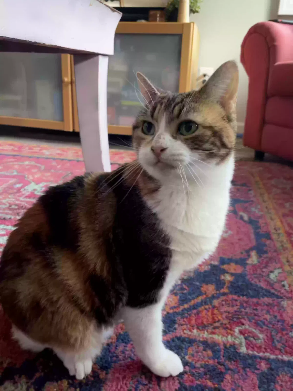 Lost cat in Trenton, NJ, 8618