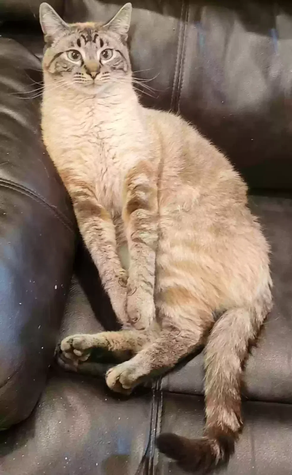 Lost cat in New Plymouth, ID, 83655