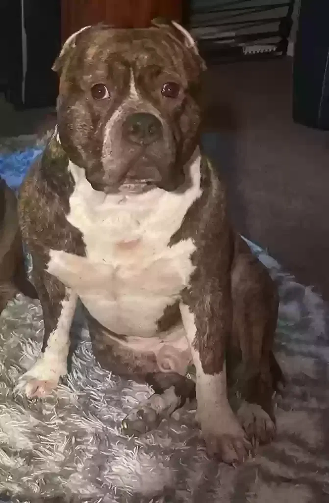 Lost dog in Cameron, NC, 28326