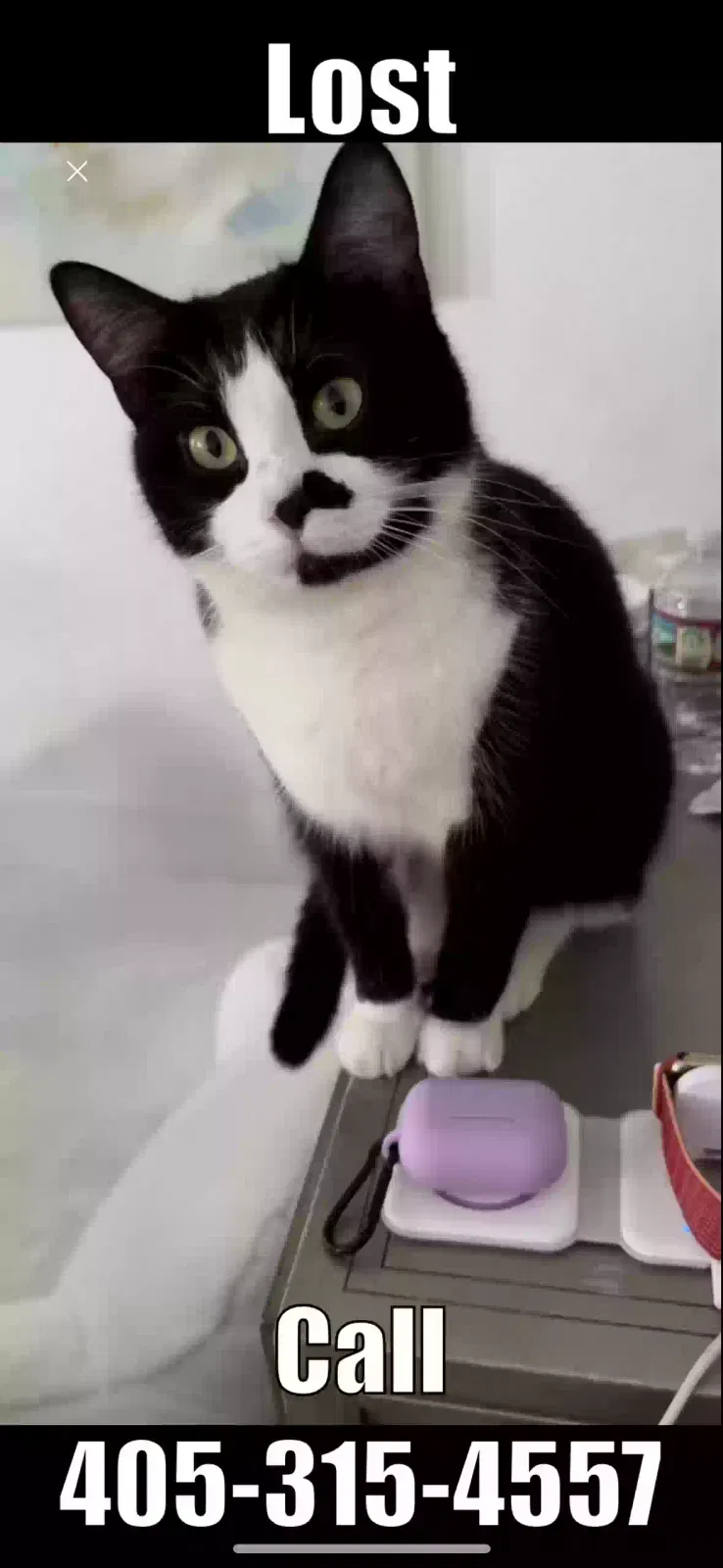 Lost cat in Oklahoma City, OK, 73116