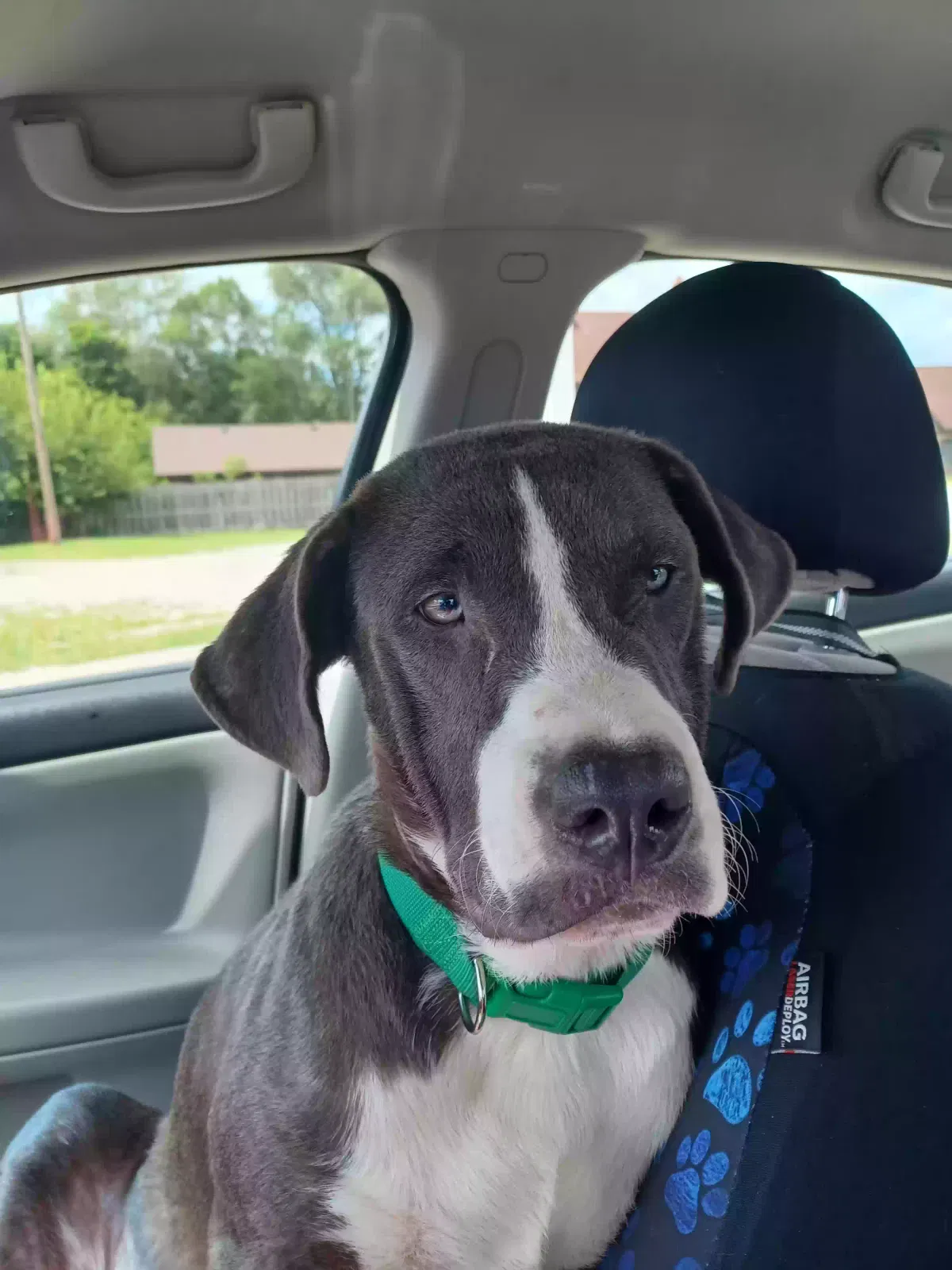 Found dog in Fostoria, MI, 48435