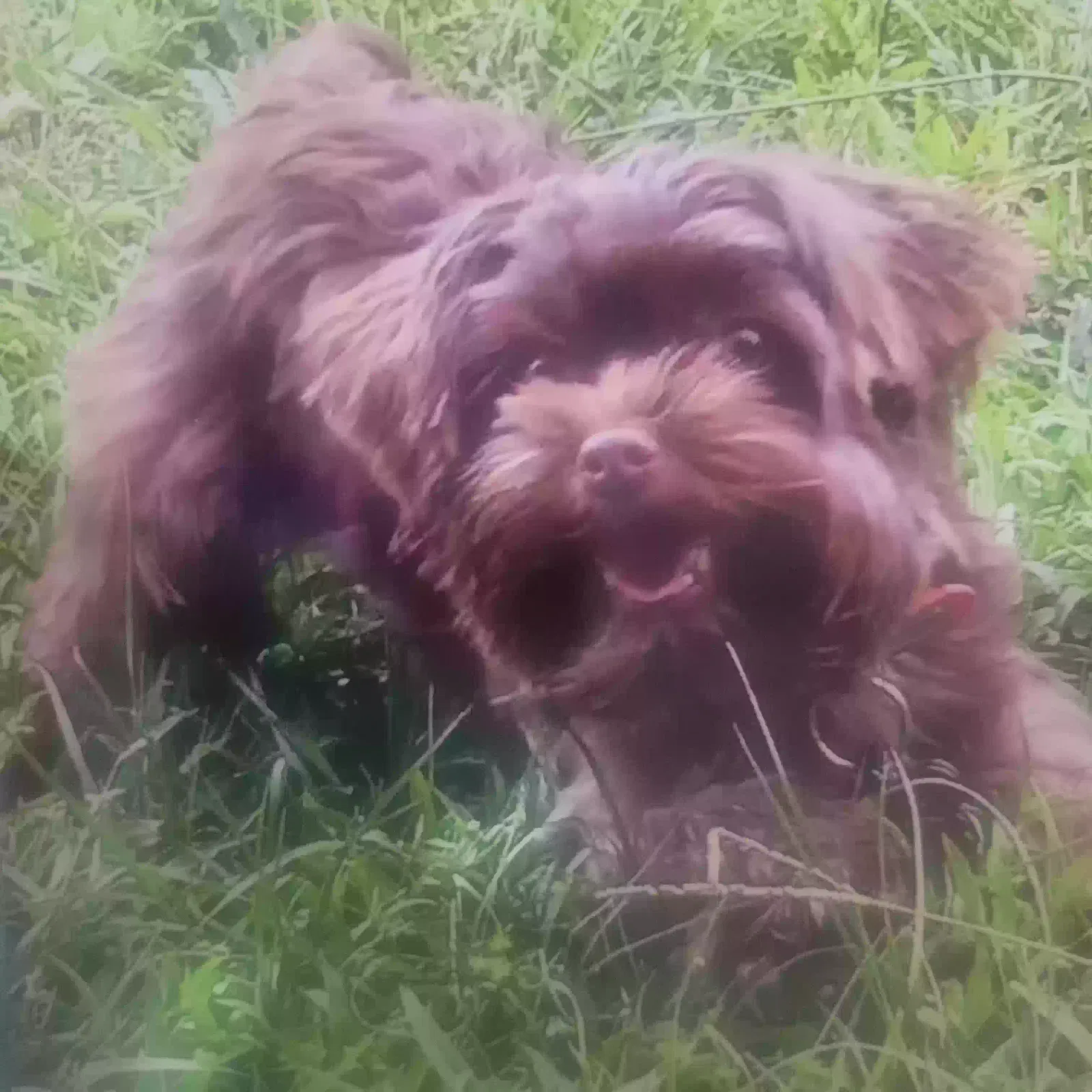 Lost dog in Jacksonville, FL, 32211