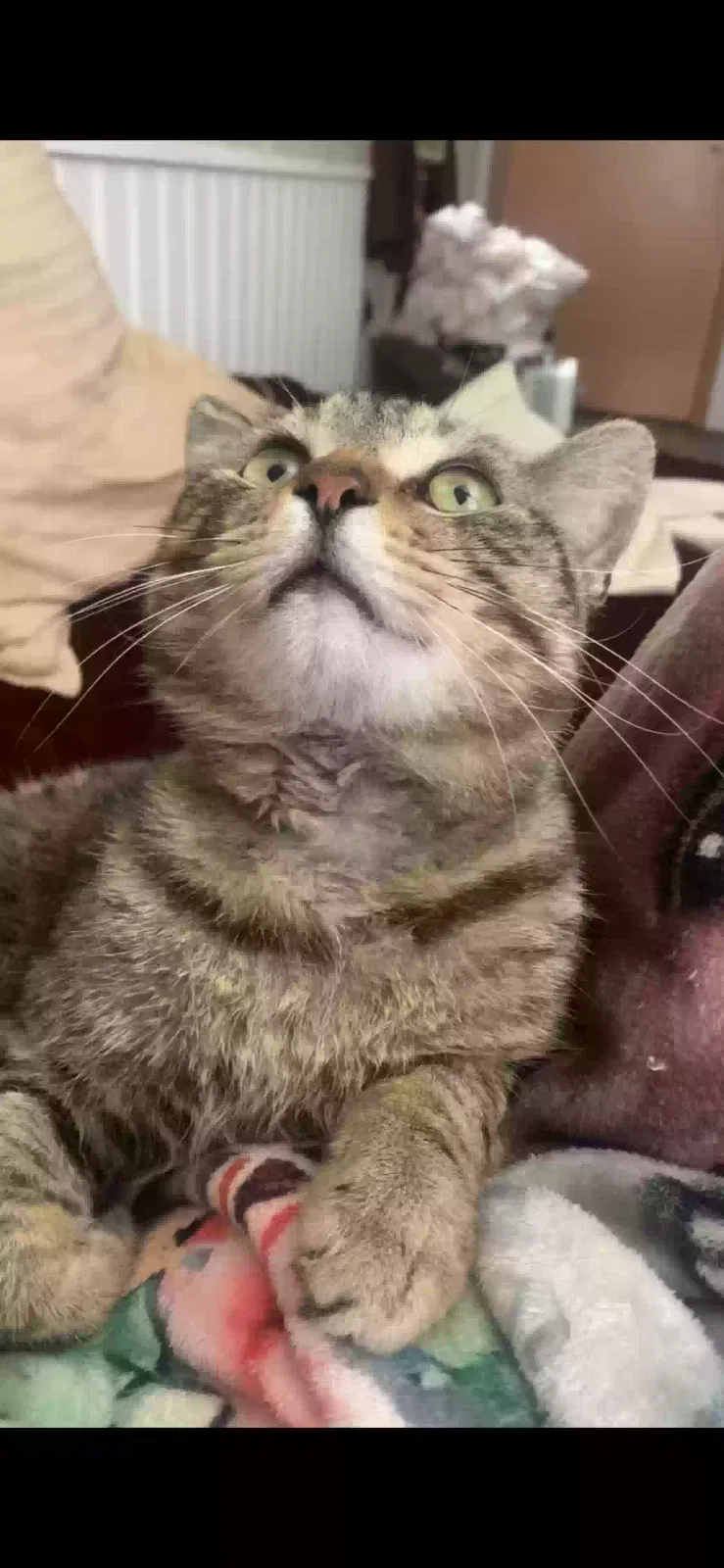 Lost cat in Longview, TX, 75602