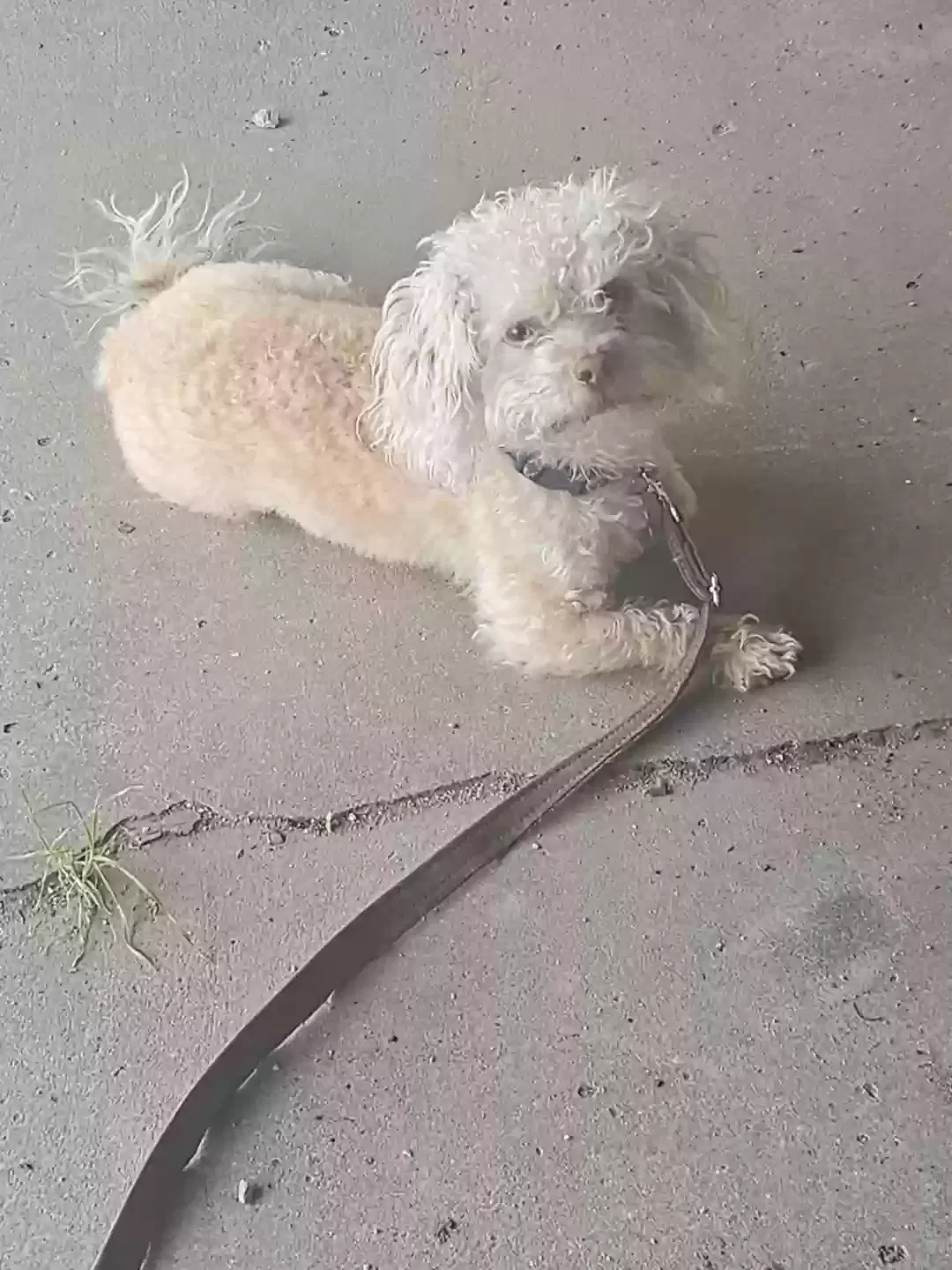 Lost dog in Springtown, TX, 76082