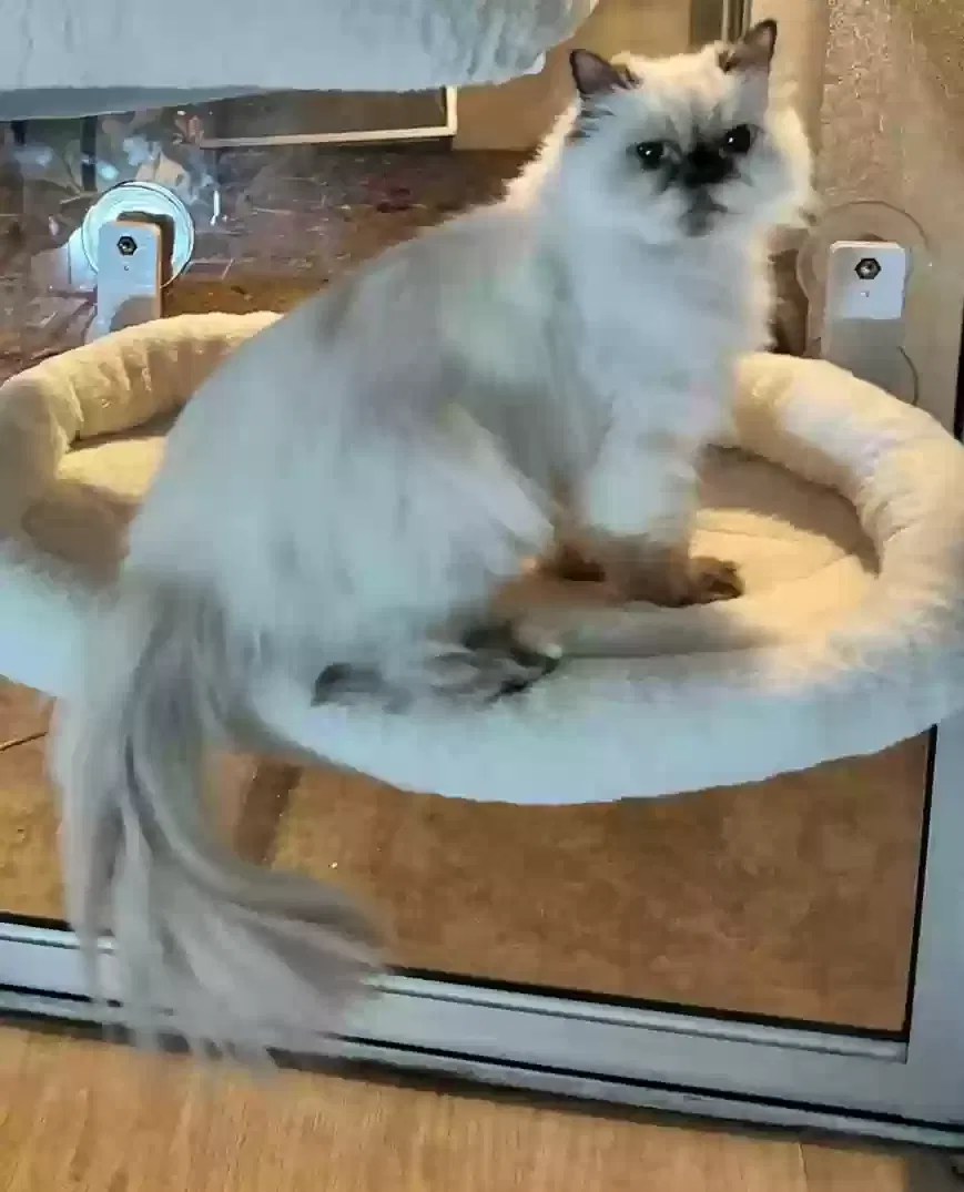 Lost cat in Concord, CA, 94520