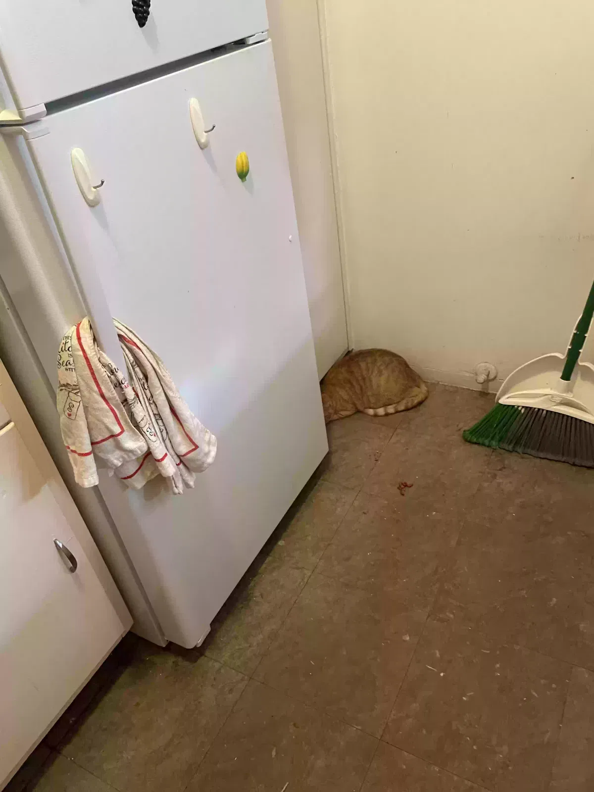Lost cat in Buffalo, NY, 14202