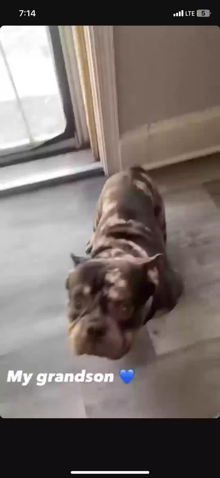 Lost dog in Baltimore, MD, 21217