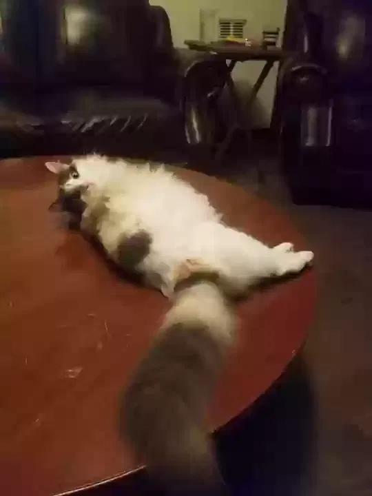 Lost cat in Brea, CA, 92821
