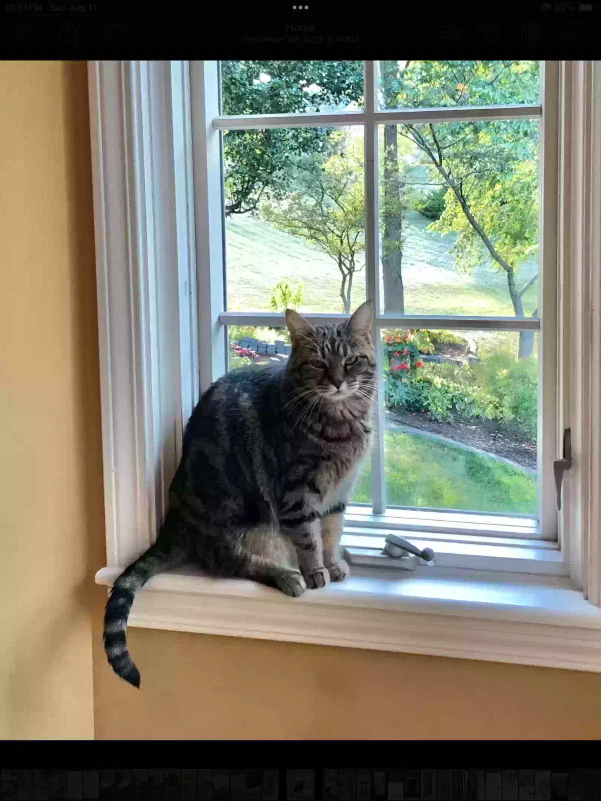 Lost cat in Independence, KY, 41051
