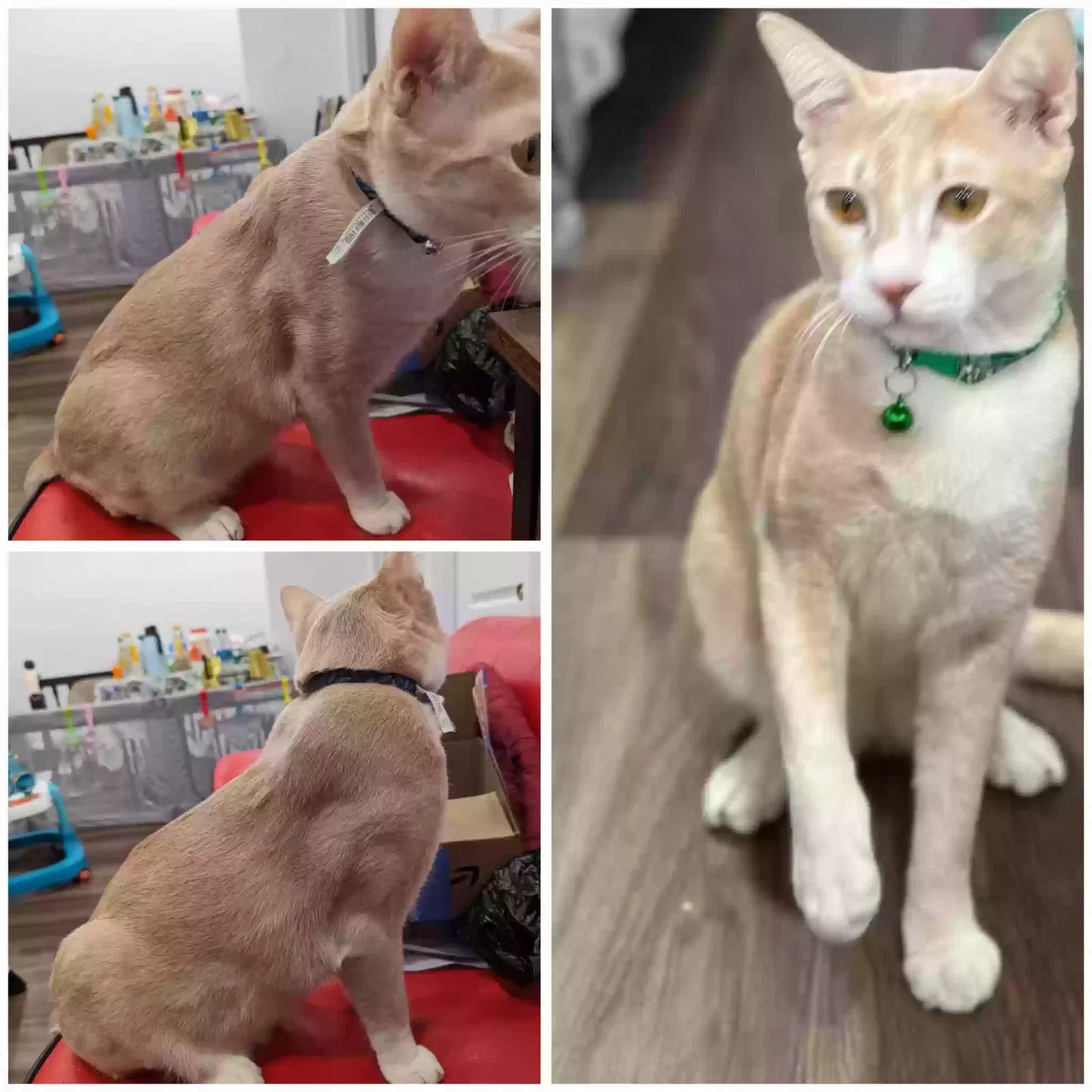 Lost cat in Queens Village, NY, 11427