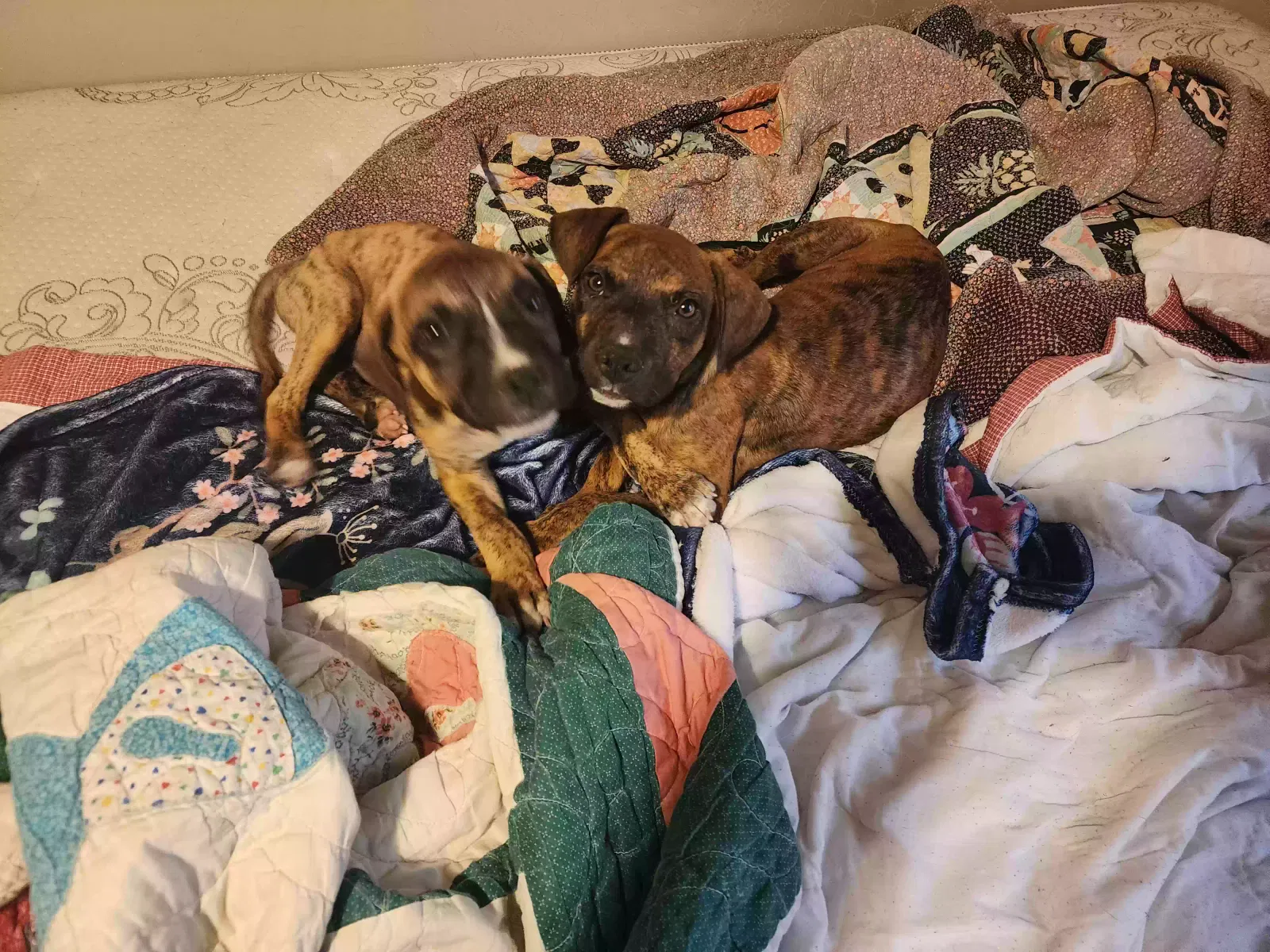 Found dog in Yukon, OK, 73099