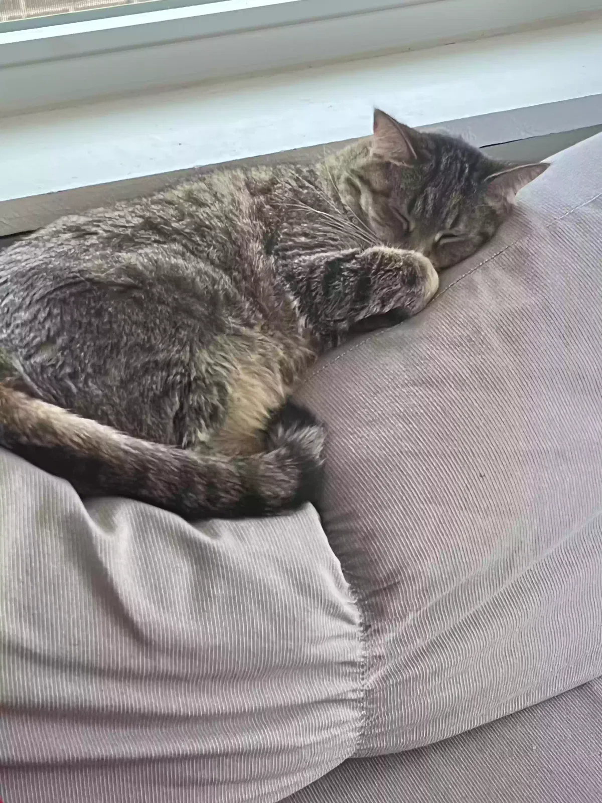Lost cat in Saint Louis, MO, 63139