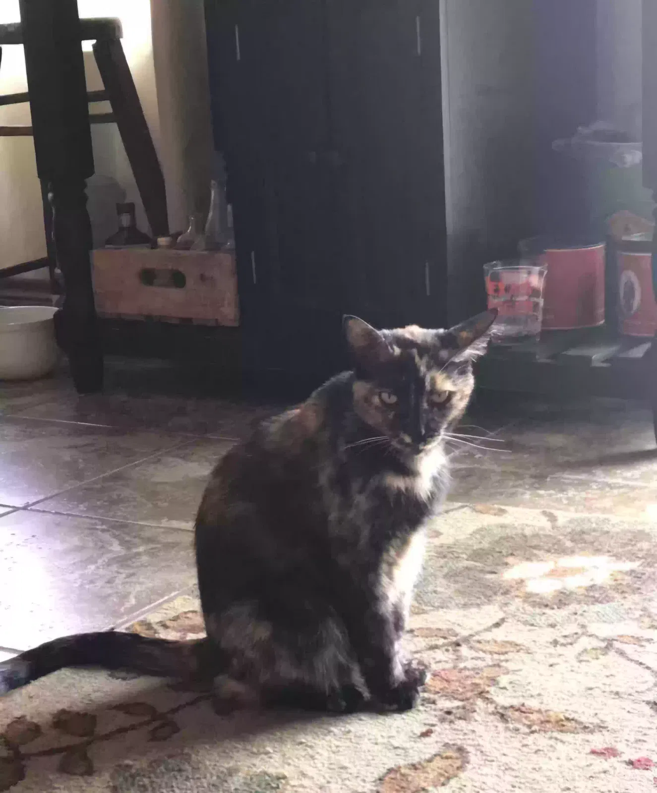 Lost cat in Denton, TX, 76209