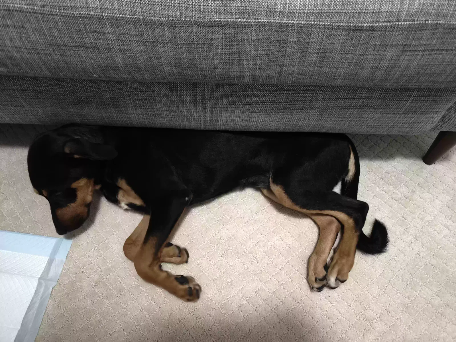 Found dog in Columbia, SC, 29209