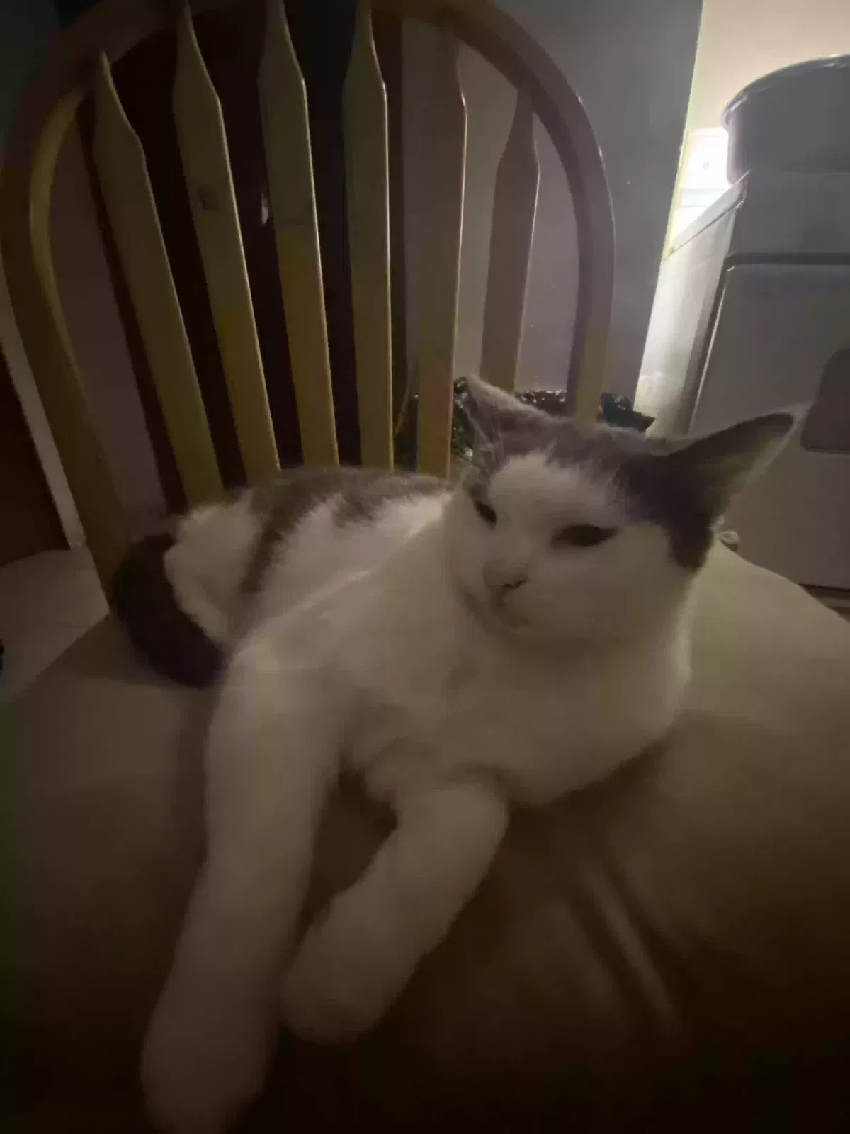 Lost cat in Saint Paul, MN, 55106