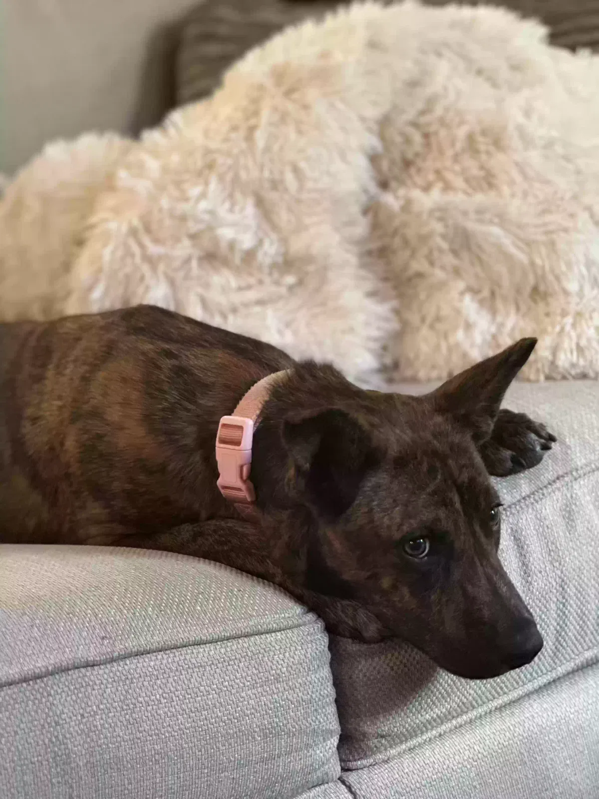 Lost dog in Thorsby, AL, 35171