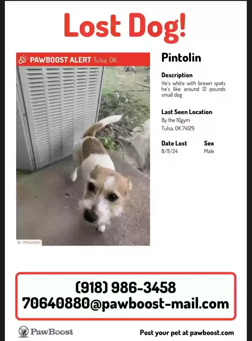 Lost dog in Tulsa, OK, 74145