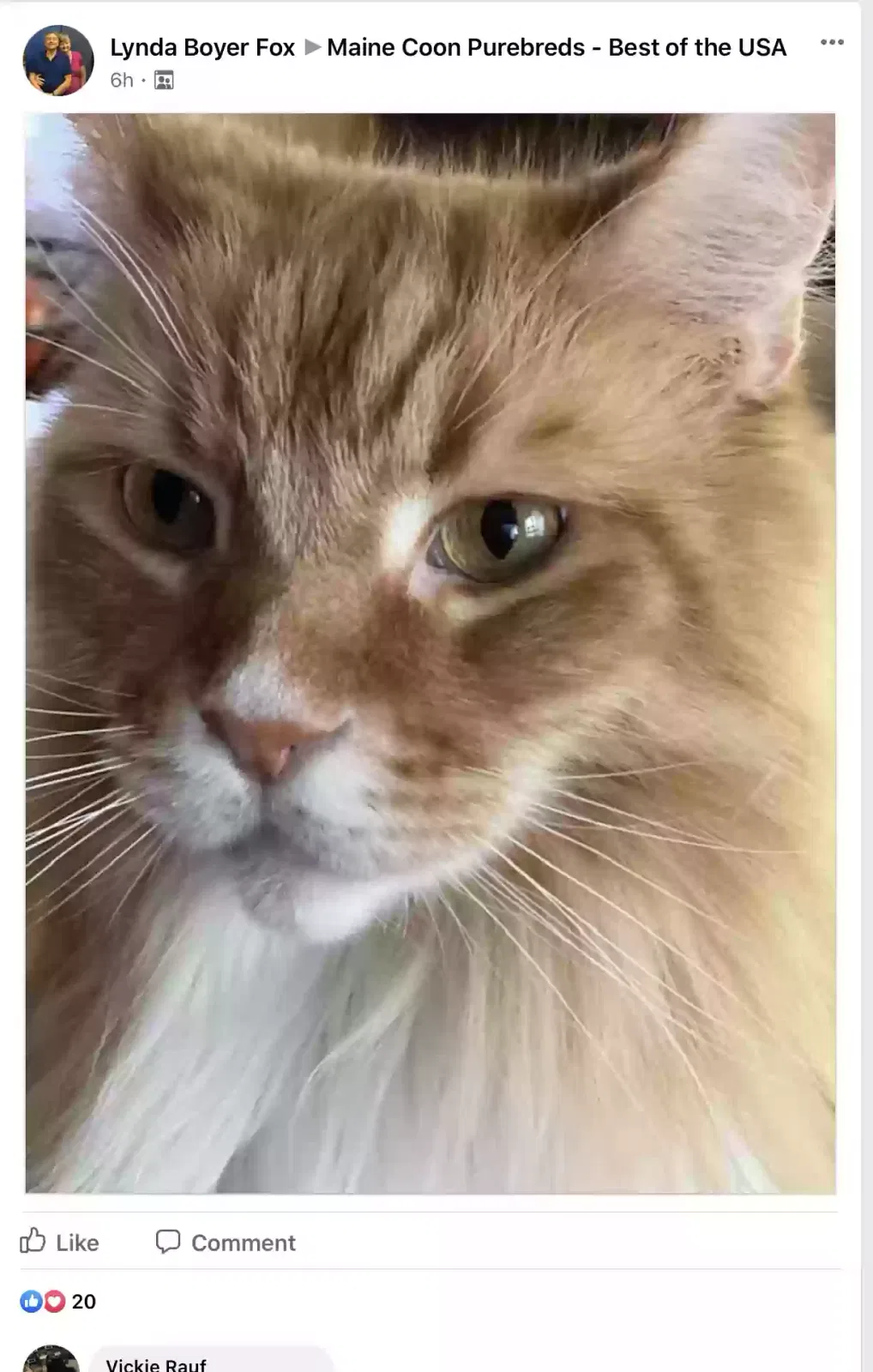 Lost cat in Winter Springs, FL, 32708