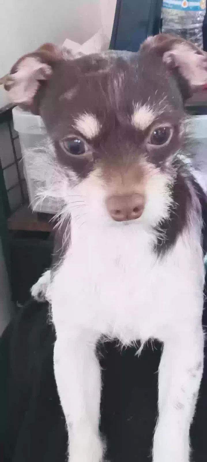 Lost dog in Los Angeles, CA, 90044