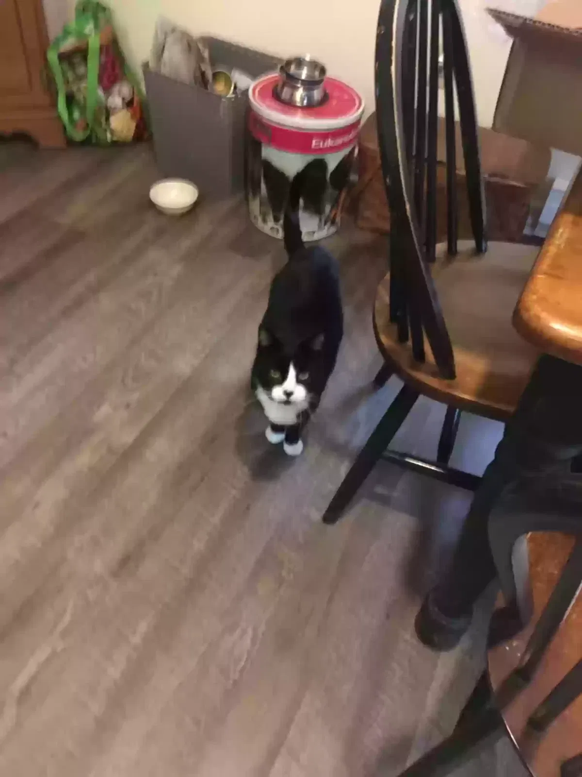 Lost cat in Pomfret Center, CT, 6259