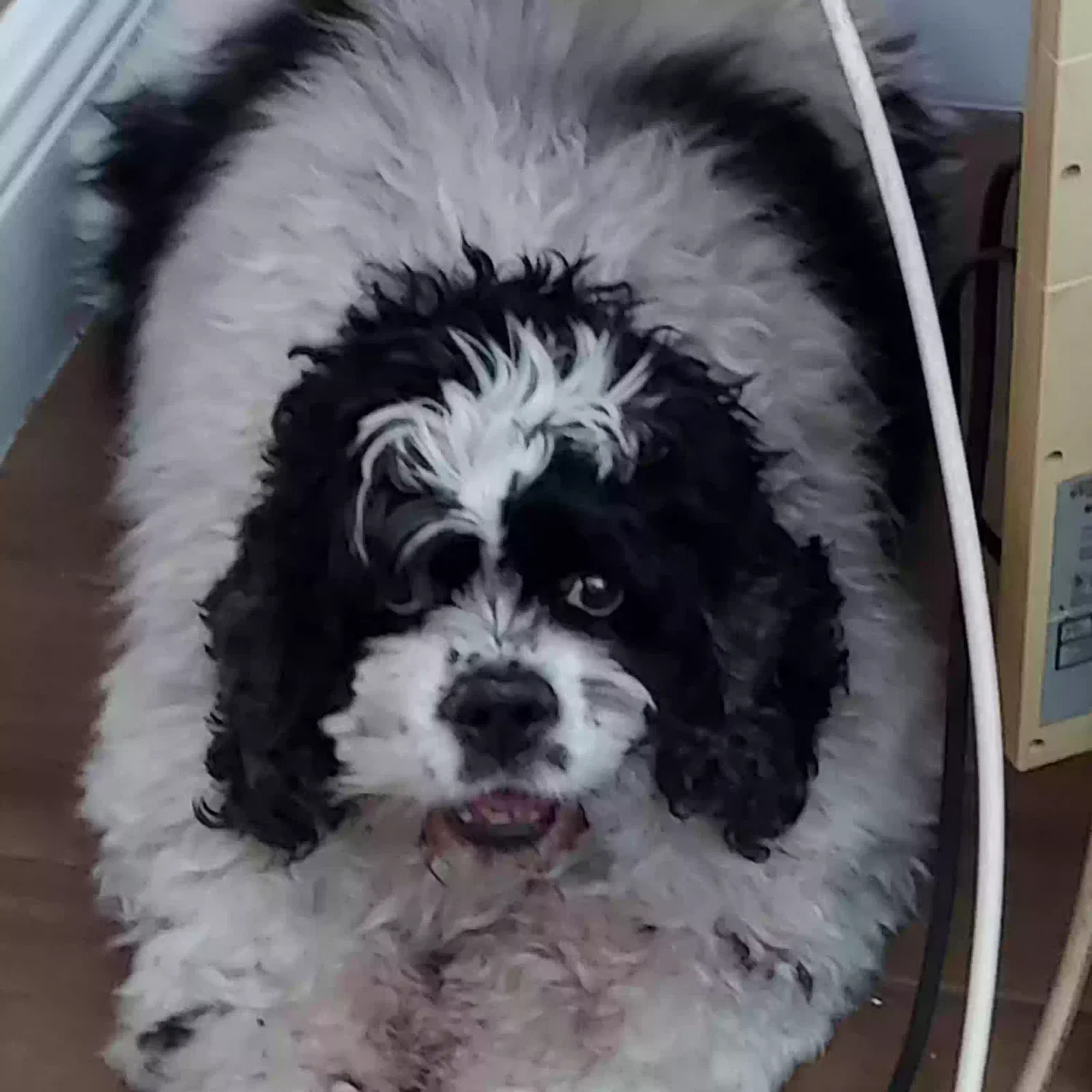Lost dog in Fort Lauderdale, FL, 33309