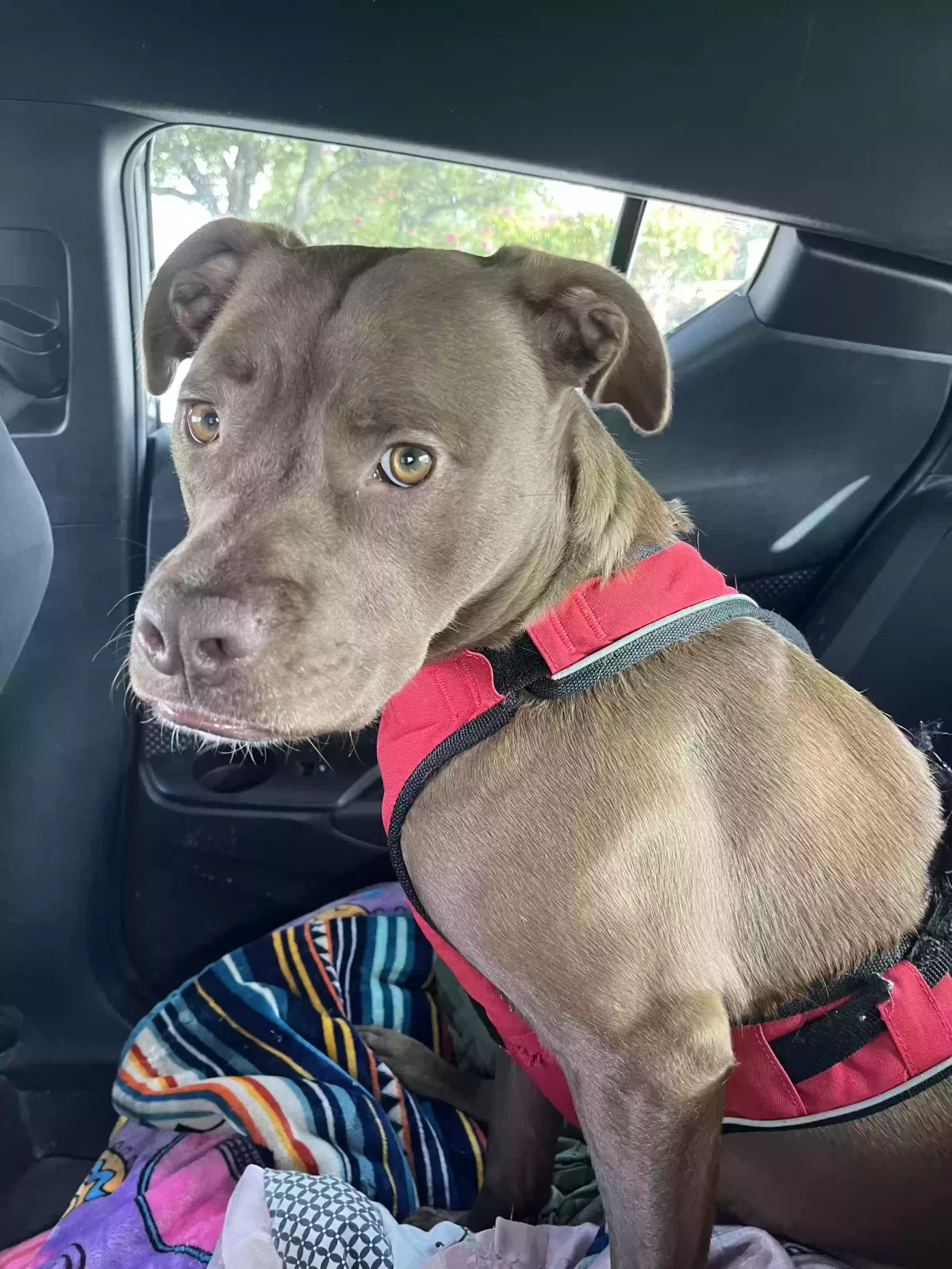 Lost dog in Dallas, TX, 75237